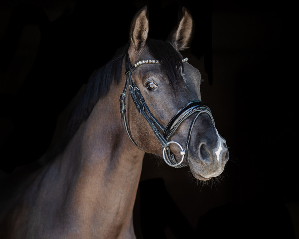 stallion Valido's Comeback WS (German Riding Pony, 2018, from Valido's Highlight)