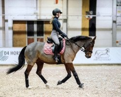 Springpferd Baroness 350 (Deutsches Reitpony, 2008, von Bellveue)