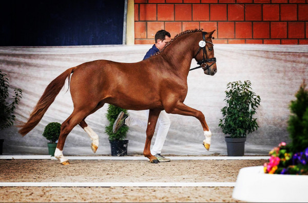stallion Neunelfer Ws (German Riding Pony, 2019, from Fs Numero Uno)