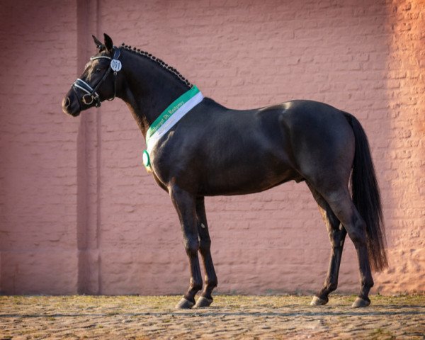 Deckhengst Gentleman WS (Deutsches Reitpony, 2019, von Genesis B)