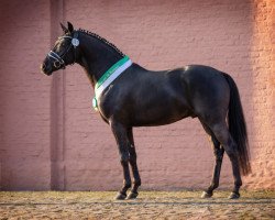 stallion Gentleman WS (German Riding Pony, 2019, from Genesis B)