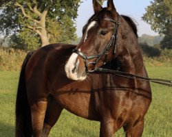 jumper Cary Lay (Oldenburg show jumper, 2016, from Carleyle)