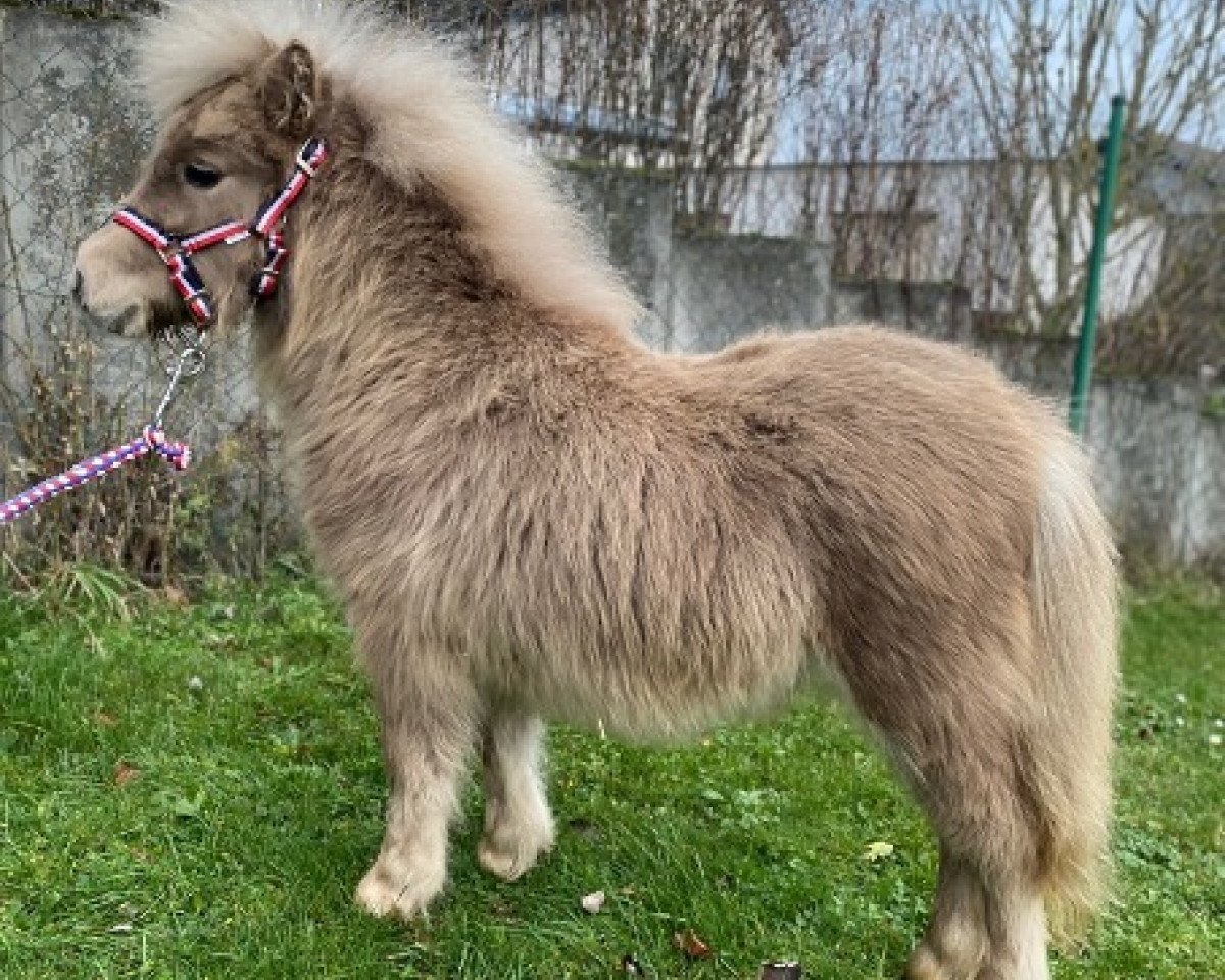 horse Elian vom Twefel (Shetland pony (under 87 cm), 2022, from Krummhörn`s Elmar)