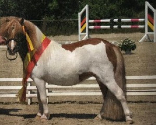 broodmare Tadita Unica (Shetland pony (under 87 cm), 2018, from Hunter van Stal Marhe)