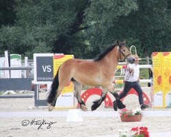 broodmare Nelke (Rhenish-German Cold-Blood, 2018, from Nils)