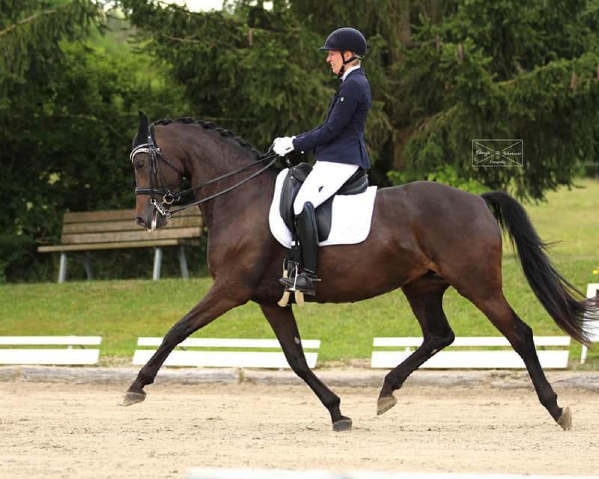 dressage horse Phabella (German Sport Horse, 2014, from Zirkon 8)