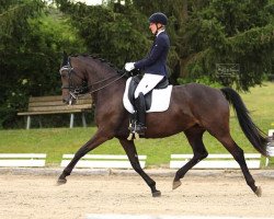 dressage horse Phabella (Deutsches Sportpferd, 2014, from Zirkon 8)