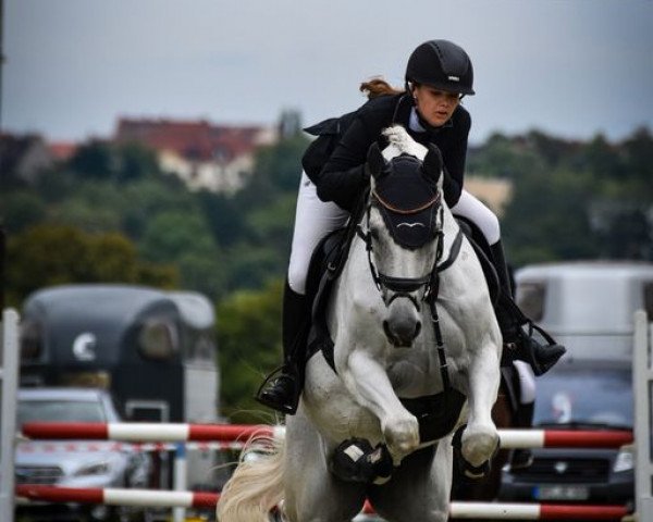 jumper Cash 171 (German Sport Horse, 2008, from Ciacomini)