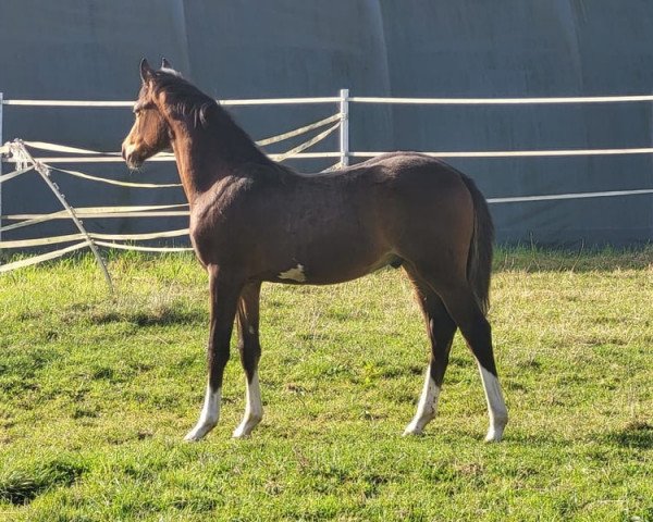 foal by Cosmopolitan Deluxe (German Riding Pony, 2023, from Cosmopolitan NRW)