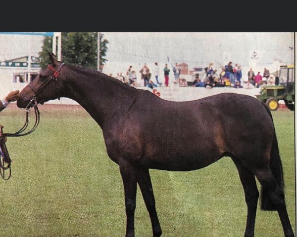 Zuchtstute Blue Mink II (British Riding Pony, 1984, von Wingrove Minkino)