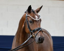 broodmare Don‘t call me Dörte AT (Westphalian, 2018, from Dimension AT NRW)