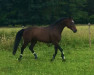 dressage horse Dancing White Legs (Oldenburg, 2007, from Diamond Hit)