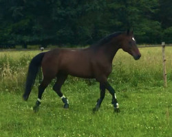 dressage horse Dancing White Legs (Oldenburger, 2007, from Diamond Hit)