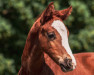 dressage horse Ascanian von Arienheller (Oldenburg, 2023, from Accroche)