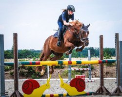 Springpferd Dillon (Deutsches Reitpony, 2011, von FS Daddy Cool)