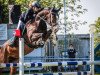 Springpferd Hanuta 20 (Mecklenburger, 2017, von Hickstead White)