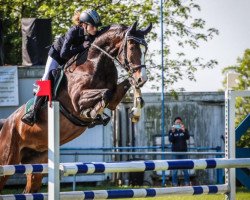 Springpferd Hanuta 20 (Mecklenburger, 2017, von Hickstead White)