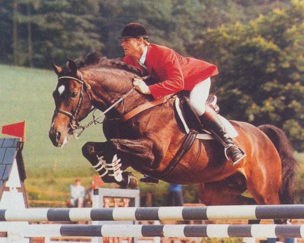 stallion Lacros (Holsteiner, 1978, from Landgraf I)