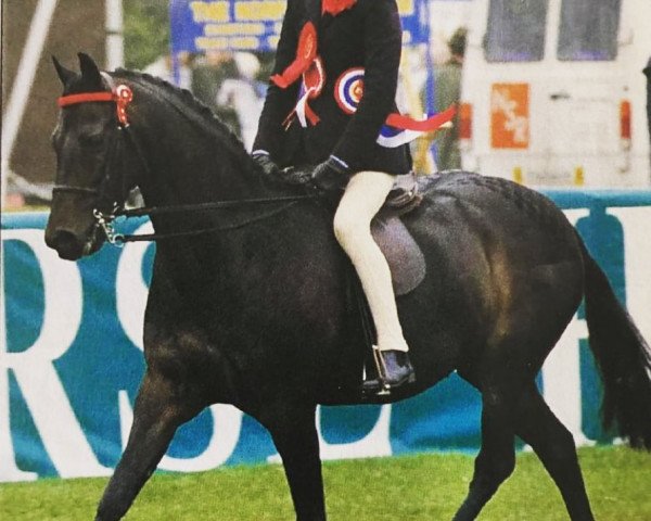 Pferd Cusop Junior (British Riding Pony, 1984, von Cusop Flamingo)