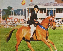 horse Oakhalls Halloween (British Riding Pony, 1971, from Bwlch Zephyr)