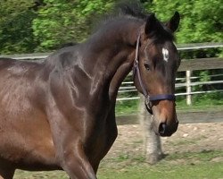 dressage horse Querido (Hanoverian, 2021, from Q-Sieben OLD)