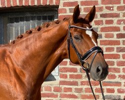 dressage horse Fürstengold (Hanoverian, 2015, from Fürsten-Look)