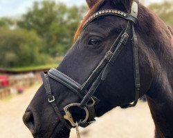 dressage horse K.C. Desperada (Hanoverian, 2020, from Desperados FRH)