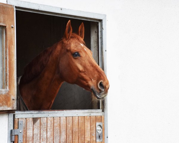 horse Walhalla (Hanoverian, 2000, from Weltmeyer)