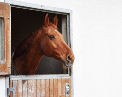 Pferd Walhalla (Hannoveraner, 2000, von Weltmeyer)