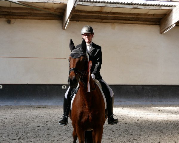 jumper Zauberlehrling (Trakehner, 2008, from Showmaster)