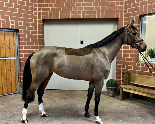 jumper Lady Olympic 3 (Holsteiner, 2018, from Cascadello)