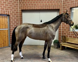 jumper Lady Olympic 3 (Holsteiner, 2018, from Cascadello)