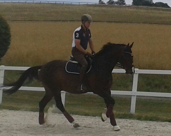 dressage horse Mächtig Gewaltig FF (Mecklenburg, 2008, from Mighty Magic)