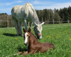 jumper For Pauly (Oldenburg show jumper, 2023, from For Planet)