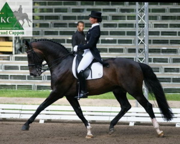 stallion Mio d'Baugy (Belgian Warmblood, 1989, from Sheyenne de Baugy)