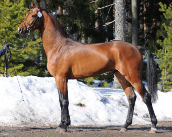 stallion Lopez 164 FIN (Hanoverian, 2009, from Lordanos)