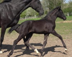 dressage horse In My Heart (Hanoverian, 2021, from In My Mind NRW)