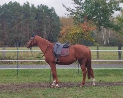 broodmare Jalicia So (German Sport Horse, 2003, from Harlem Go)