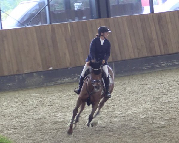Reitturnier Zwickau 2023