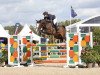 jumper Check vd Steenovenhoeve Z (Zangersheide riding horse, 2018, from Casall)