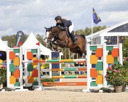 jumper Check vd Steenovenhoeve Z (Zangersheide riding horse, 2018, from Casall)