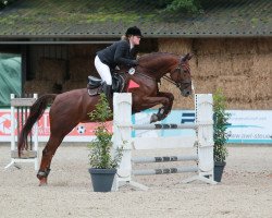 dressage horse Calina Sue K (Hannoveraner, 2012, from Chacco Gold)