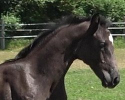 dressage horse St.Pauli (Hanoverian, 2023, from St. Emilion)