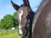 dressage horse St.Emilia (Hanoverian, 2023, from St. Emilion)