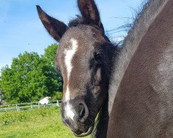 dressage horse St.Emilia (Hanoverian, 2023, from St. Emilion)