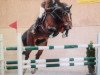 Springpferd Coco Chanel VII CH (+) (Schweizer Warmblut, 2004, von Con Spirito R)