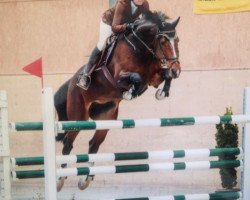 jumper Coco Chanel VII CH (+) (Swiss Warmblood, 2004, from Con Spirito R)