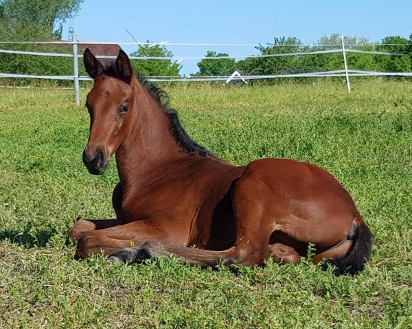 dressage horse Eldermann (Hanoverian, 2023, from Escaneno)