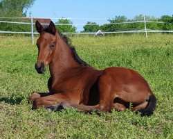 dressage horse Eldermann (Hanoverian, 2023, from Escaneno)