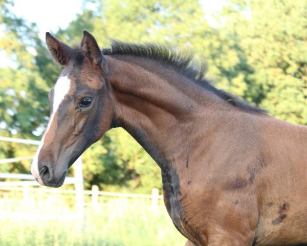 dressage horse Eleonore (Hanoverian, 2023, from Escaneno)